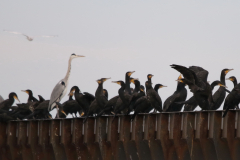 Aalscholver en Blauwe reiger-Eemshaven 27-10-2022