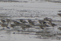 Alaskastrandloper 1 Friesland 17-8-2019