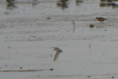 Alaskastrandloper 3 Friesland 16-8-2019