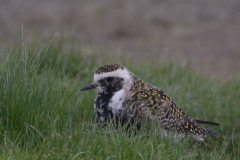 Amerikaanse goudplevier 1-Groningen-prov. 17-5-2015