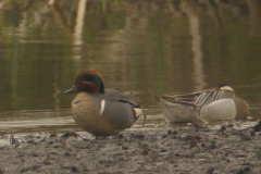 Amerikaanse wintertaling 4-Drenthe 4-4-2014 a