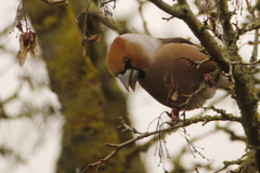 Appelvink 13-Groningen-stad 23-2-2013 a