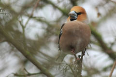 Appelvink 19-Groningen-stad 24-2-2013