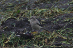 Steppeklapekster, 1e kj. 2 Texel 4-11-2012