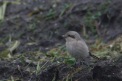 Steppeklapekster, 1e kj. 5 Texel 4-11-2012