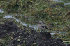 Steppeklapekster, 1e kj. 7 Texel 4-11-2012