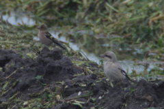 Steppeklapekster, 1e kj. en Vink Texel 4-11-2012