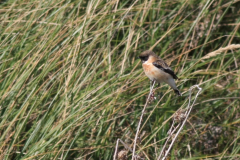 Kaspische roodborsttapuit, adult ♂  1-Vlieland 6-10-2012