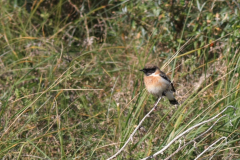 Kaspische roodborsttapuit, adult ♂  3-Vlieland 6-10-2012