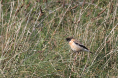 Kaspische roodborsttapuit , adult ♂ 4-Vlieland 6-10-2012