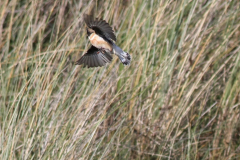 Kaspische roodborsttapuit, adult ♂  5-Vlieland 6-10-2012