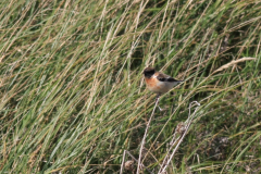 Kaspische roodborsttapuit, adult ♂ -Vlieland 6-10-2012