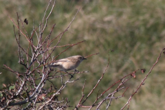 Aziatische roodborsttapuit, 1e kj. -Texel 10-10-2010 a