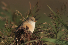 Baardman, ♀   1-Onlanden 14-9-2015