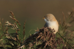 Baardman, ♀  -Onlanden 14-9-2015