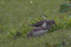 Bairds strandloper, adult, en Oeverloper 1-Overijssel 17-5-2012 a