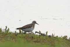 Bairds strandloper, adult, 1-Overijssel 17-5-2012