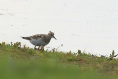 Bairds strandloper, adult, 2-Overijssel 17-5-2012