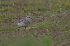 Bairds strandloper, adult, 4-Overijssel 17-5-2012