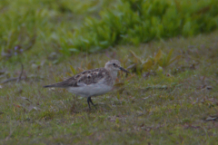 Bairds strandloper, adult, 5-Overijssel 17-5-2012