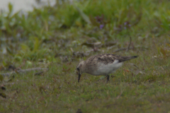 Bairds strandloper, adult, 6-Overijssel 17-5-2012