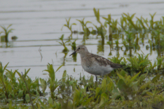 Bairds strandloper, adult, -Overijssel 17-5-2012