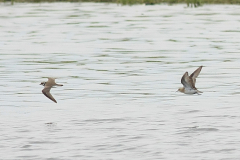 Bairds strandloper, adult, en Kleine plevier-Overijssel 17-5-2012