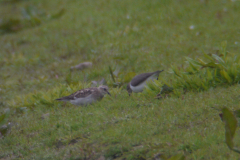 Bairds strandloper, adult, en Oeverloper 1-Overijssel 17-5-2012