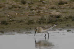 Bairds strandloper, juv. 1-Lauwersmeer 20-9-2016