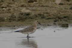 Bairds strandloper, juv.-Lauwersmeer 20-9-2016