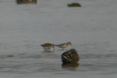 Bairds strandloper, juv. en Bonte strandloper Lauwersmeer 20-9-2016