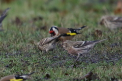 Grote barmsijs en Putter-Onlanden 20-12-2023