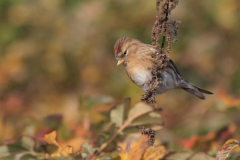 Kleine barmsijs 3-Noord-Holland 22-10-2016