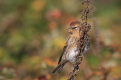 Kleine barmsijs 5-Noord-Holland 22-10-2016