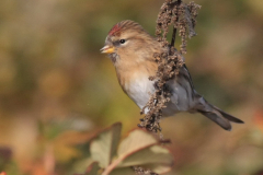 Kleine barmsijs-Noord-Holland 22-10-2016