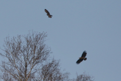 Bastaardarend, 3e kj. en Buizerd-Friesland 17-3-2022