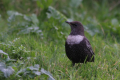 Beflijster, ♀  14-Eemshaven 18-10-2013