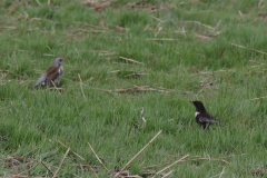 Beflijster en Kramsvogel Groningen-stad 7-4-2022