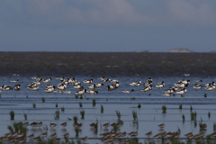 Bergeend Friesland-kust 23-8-2021