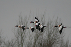 Bergeend-Groningen-prov. 14-3-2007 b