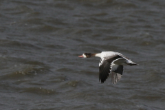 Bergeend, juv.  Lauwersmeer 8-8-2023