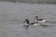 Bergeend, juv. Lauwersmeer 15-7-2019