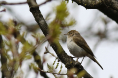 Bergfluiter 3-Gelderland 23-5-2021