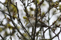 Bergfluiter 4-Gelderland 23-5-2021