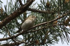 Bergfluiter 5-Gelderland 23-5-2021