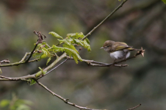 Bergfluiter-Gelderland 23-5-2021