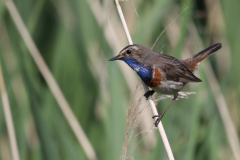 Blauwborst 2  Zuidlaardermeergebied 2-6-2019