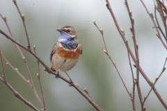 Blauwborst-Friesland 19-4-2006 b