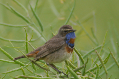 Blauwborst(roodgesterd)-Groningen-prov. 14-6-2015 b