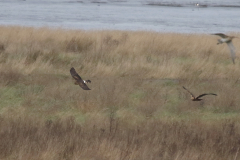 Blauwe - en Bruine kiekendief Friesland-kust 30-12-2022